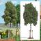 decors Busch Jeune bouleau
decors Busch Jeune bouleau