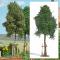 decors Busch Jeune platane
decors Busch Jeune platane
