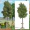decors Busch Jeune tilleul
decors Busch Jeune tilleul