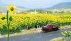 decors Busch Tournesols 30p decors Busch Tournesols 30p