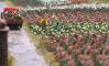 decors Busch Roses 60p decors Busch Roses 60p