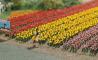 decors Busch Tulipes 60p decors Busch Tulipes 60p